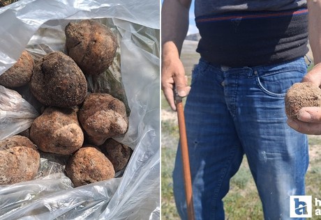 Beypazarı'nda mantar sezonu başladı