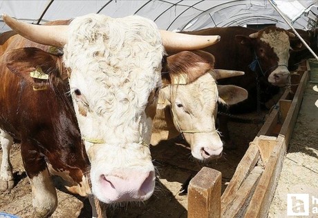 Kurban Bayramı öncesinde satış ve kesim yerlerinde denetimler artırıldı!