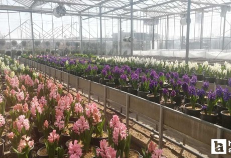 Sincan Belediyesi, Serapark ve Harikalar Sera'sında canlı çiçek satışına başladı