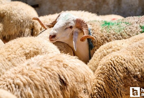 TSK Mehmetçik Vakfı vekaleten kurban bağışı kabulüne başladığını duyurdu