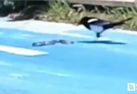 Gölbaşı'nda bir parkta saksağan ile yılanın mücadelesi görüntülendi