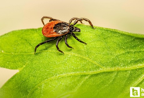Mevsimi geldi: Uzmanlardan kene uyarısı!