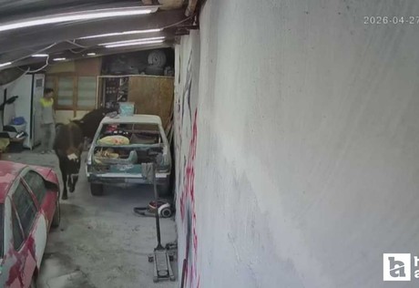 Elmadağ'da ahırdan kaçan inekler oto tamirciyi bastı!