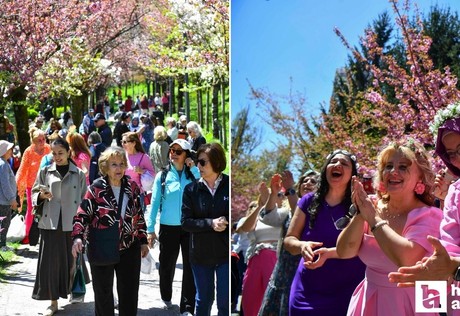 Başkentli kadınlar Sakura Şenliği'ne katıldı