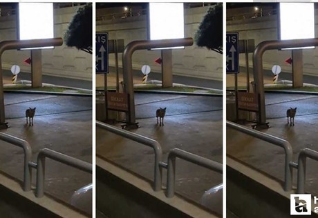 Çankaya'da sokakta gece gezintisi yapan tilki kameraya yakalandı