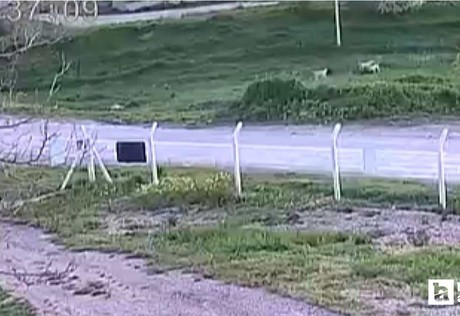 Ayaş'ta baba ile oğlunun demir çubukla komşularını hastanelik ettiği iddiası