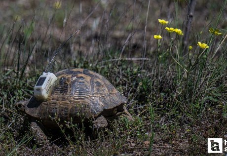 Hacettepe Üniversitesi'ndeki kara kaplumbağaları uydudan izleniyor