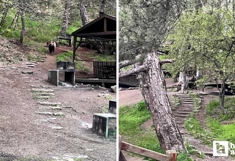 Kızılcahamam Soğuksu Milli Parkı'nda ayı ailesi görüntülendi