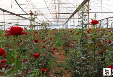 Antalya'da 20, Ankara'da 200 TL! Anneler Günü öncesi gül fiyatları cep yaktı