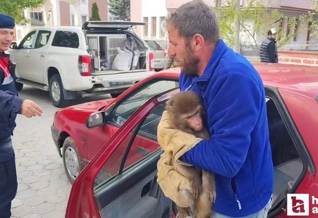 Yozgat'ta köy yolunda maymun bulundu