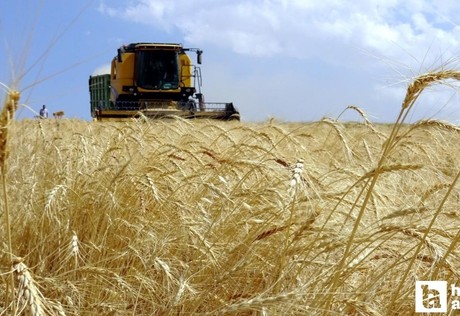 Tarımsal destekleme ödemesi bugün hesaplara yatırılacak