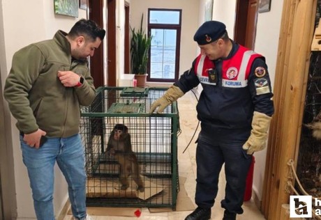 Yozgat'ta bulunan Hint şebeği maymunu Ankara'ya getirildi