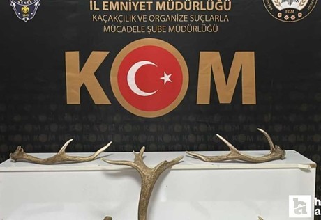 Kırşehir'de yapılan aramada 7 kızılgeyik boynuzu ele geçirildi