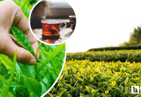2026 yılı ÇAYKUR yaş çay alım fiyatı açıklandı