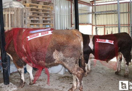 Yozgat'ta 1 tonluk iki boğa Kurban Bayramı için alıcılarını bekliyor