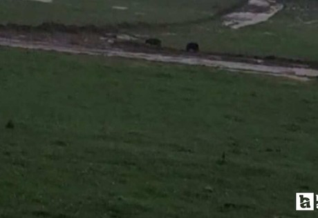 Beypazarı'nda Saray Yaylası'na inen ayılar görüntülendi