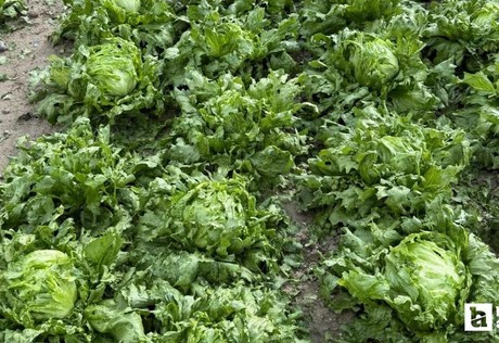 Beypazarı'nda dolu ve fırtına ekili alanlara zarar verdi