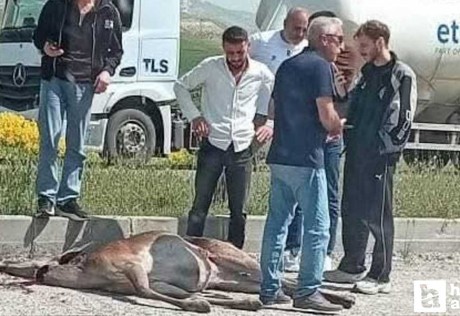 Beypazarın'dan yola fırlayarak otomobilin altında kalan geyik ağır yaralandı!