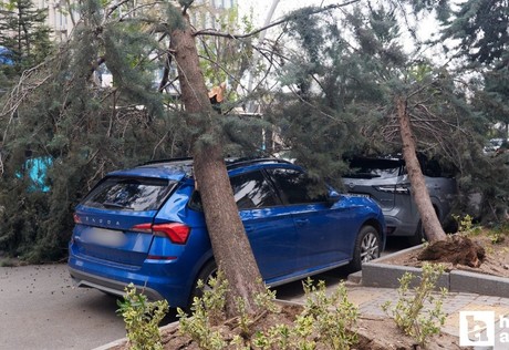 Çankaya'da şiddetli rüzgar sebebiyle araçların üzerine ağaç devrildi