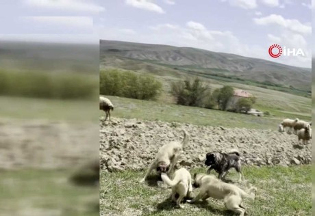 Haymana'da koyun sürüsüne yılan saldırdı!
