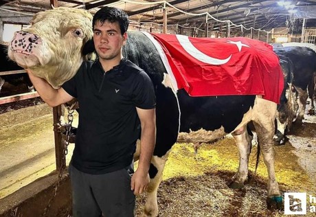 1.2 tonluk dev 'Paşa' 650 bin liraya Ankara'da alıcısını buldu