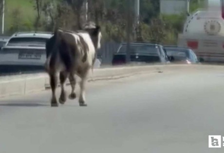 Gölbaşı'nda sahibinden kaçan kurbanlık dana kovalamacası