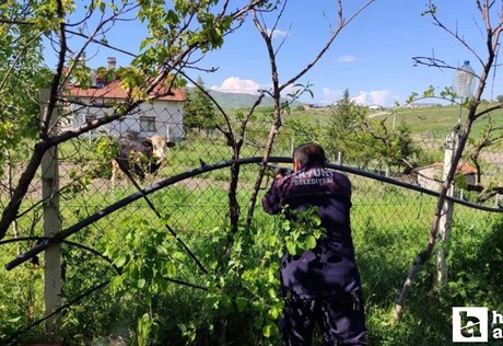 Akyurt’ta ahırdan kaçan kurbanlık dana uzun uğraşlar sonucu yakalandı