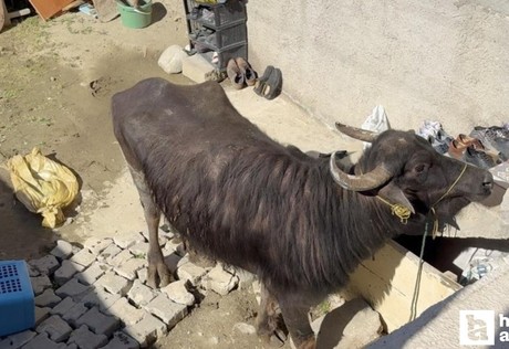 Çorum'da hayvan sahibi kurbanının saldırısından bodruma sığınarak kurtuldu