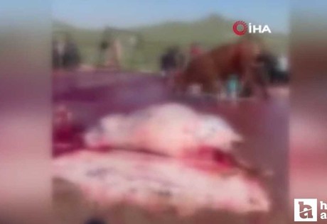 Mamak’ta kurban pazarında ipinden kurtularak kaçan dana, paniğe neden oldu...
