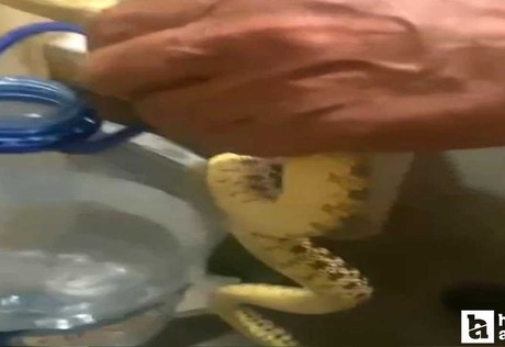 Polatlı'da yılan paniği: Yılanlar yerleşim yerlerine indi!