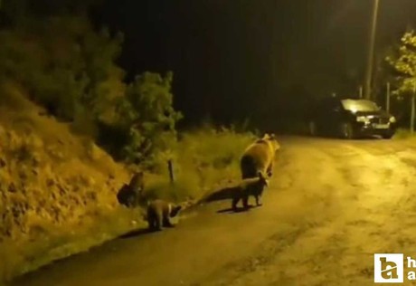 Kızılcahamam'da oturan vatandaş anne ayı ve 3 yavrusu ile komşu oldu