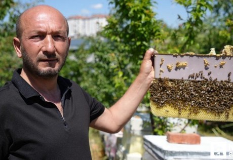 Başkentte bir arıcı 5 yıldır arılara korkmadan temas ediyor