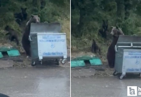 Kızılcahamam'da ayı ailesi yemek ararken görüntülendi