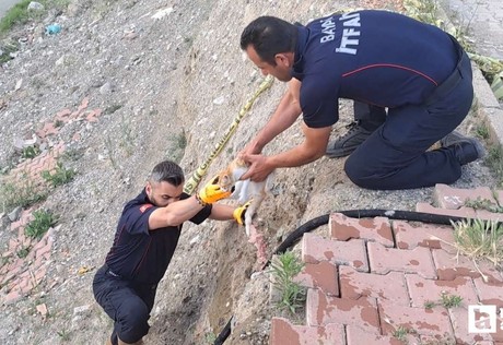 Çorum'da 6 metrelik duvardan çaya düşüp kurtarılan kediyi vatandaş sahiplendi