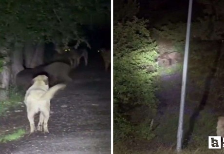 Soğuksu Milli Parkında köpeklerle ayıların kavgası görüntülendi