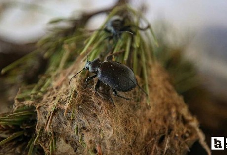 Avustralya'da yeni bir örümcek türü keşfedildi