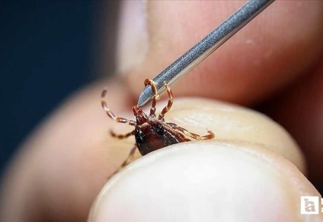 Uzmanı kene vakalarında yapılması gerekenleri tek tek açıkladı