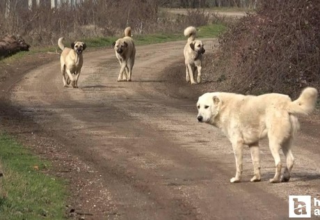 İçişleri Bakanlığından sahipsiz sokak hayvanlarına ilişkin açıklama