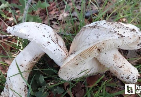 Yemesi lezzetli, toplaması çok zahmetli! Yozgatlılar çayır mantarı toplamaya başladı