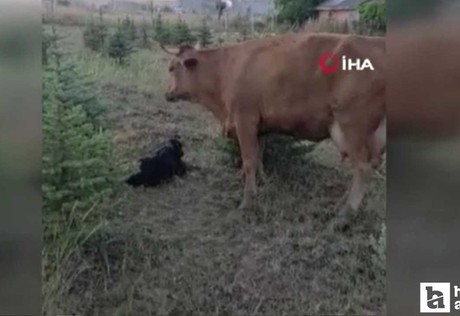 Elmadağ'da kaybolan ineğini arayan besiciye buzağı sürprizi