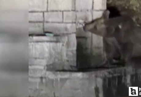 Kızılcahamam'da çeşmeden su için ayı kameraya yansıdı