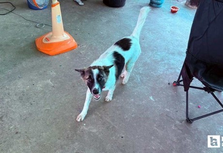 Tayland'da bir evcil köpek, bulduğu el bombasını eve getirdi