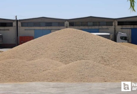 Kırşehir'de hububat sezonu açıldı: Arpa ve buğdayda hasat başladı!