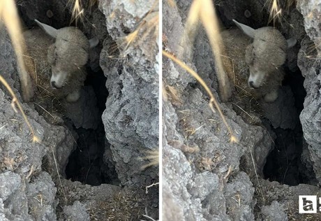 Polatlı'da obruğa düşen hayvan sürüsünde bazı hayvanlar telef oldu