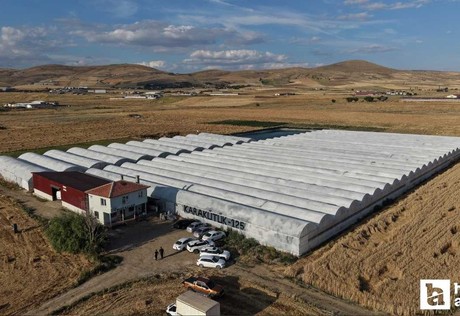 Markalaşma yolunda ilerleyen Çubuk domatesinin ilk hasadı yapıldı