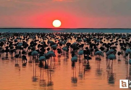 Tuz Gölü'nde son 5 yılın rekoru kırıldı: 12.800 yavru flamingo dünyaya geldi!