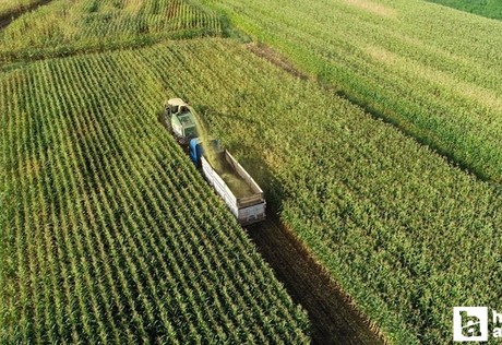 Tarımsal girdi endeksi mayısta aylık yüzde 0,44 arttı