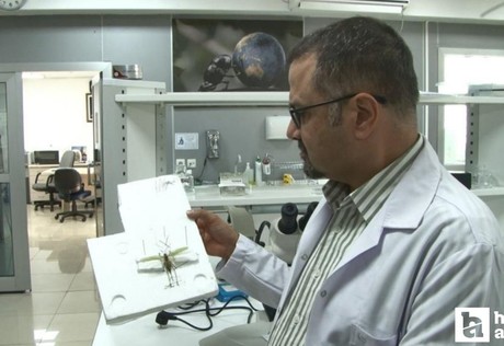 Uzmanlardan Ankara'da görülen çekirgelere ilişkin açıklama