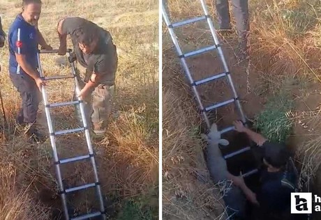Akyurt'ta define çukuruna düşen koyun ve kaplumbağa kurtarıldı!