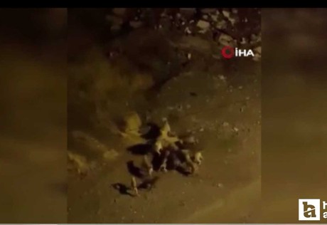 Altındağ'da birbirlerine saldıran sokak köpekleri korkuttu!